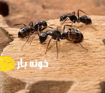 فراری دادن مورچه در خانه