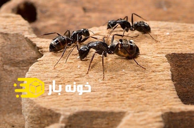 فراری دادن مورچه در خانه