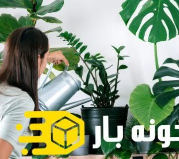 راز نگهداری گیاهان آپارتمانی