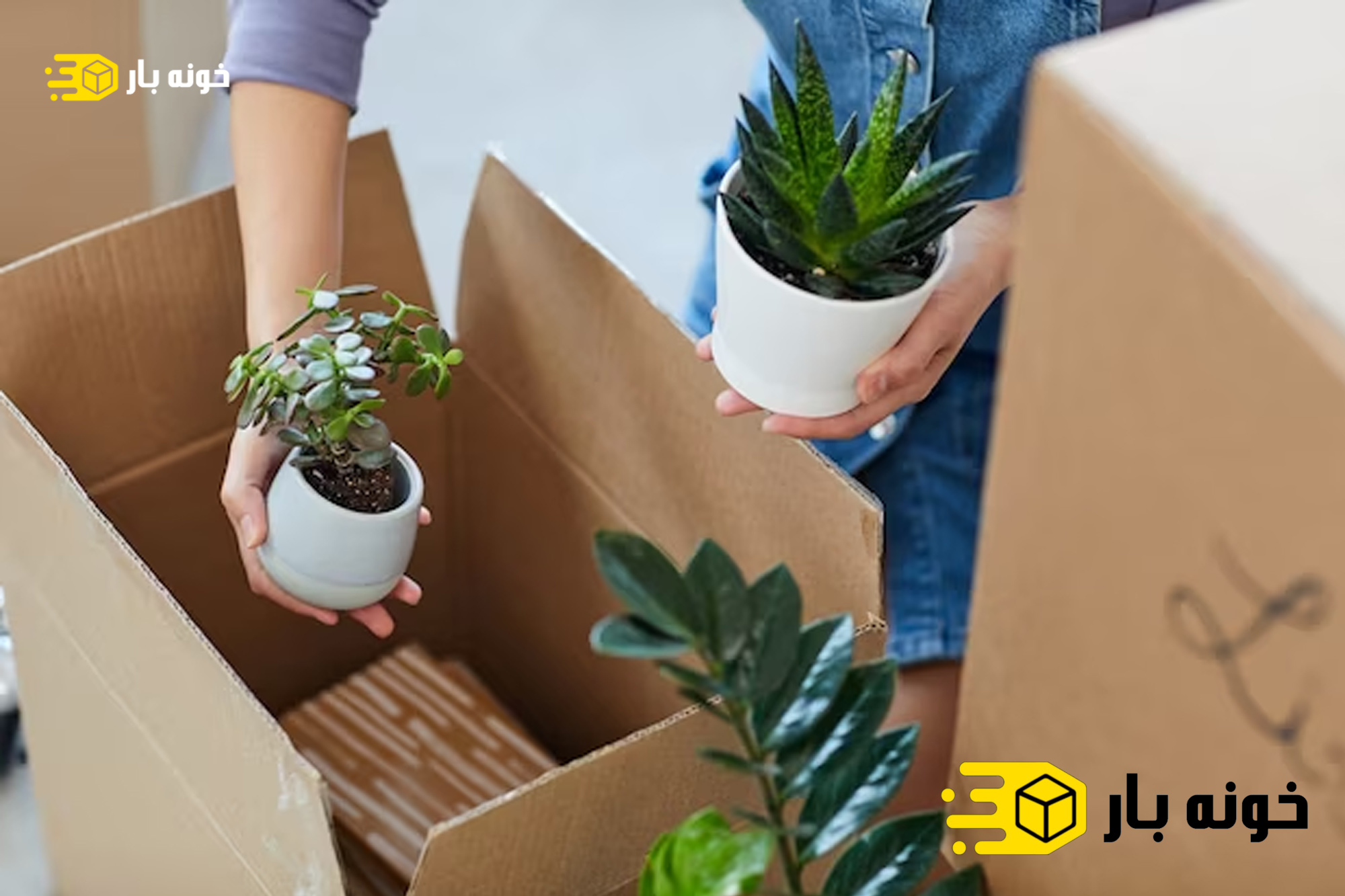 نکات جابجایی گل و گیاه در اسباب کشی