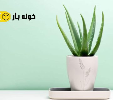 ترفندهای نگهداری آلوئه‌ ورا