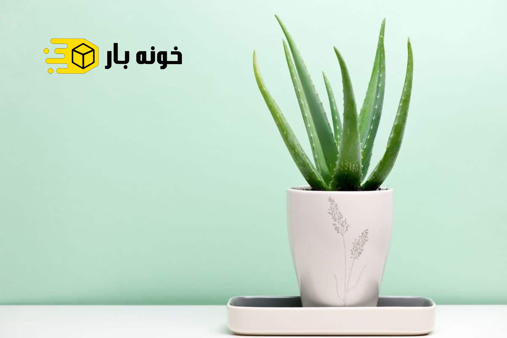 ترفندهای نگهداری آلوئه‌ ورا