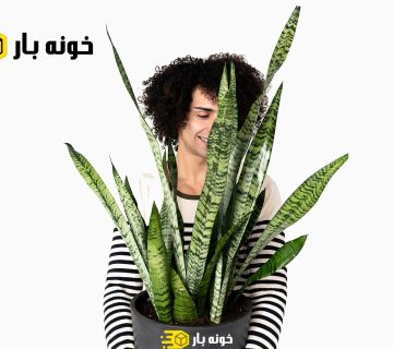 آموزش نگهداری از گل سانسوریا