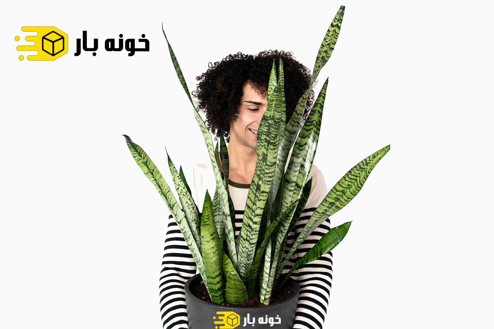 آموزش نگهداری از گل سانسوریا